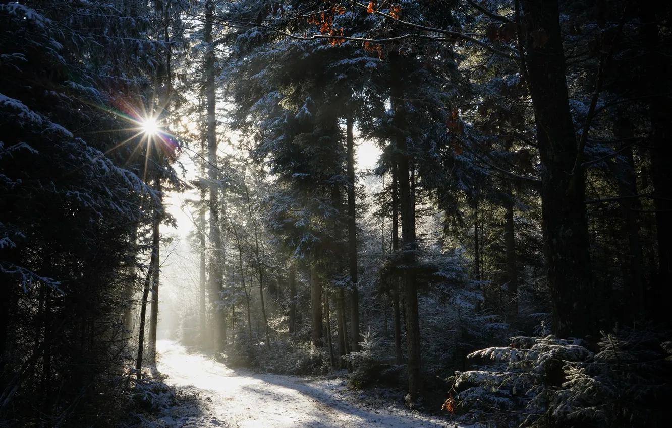 Photo wallpaper winter, light, pine