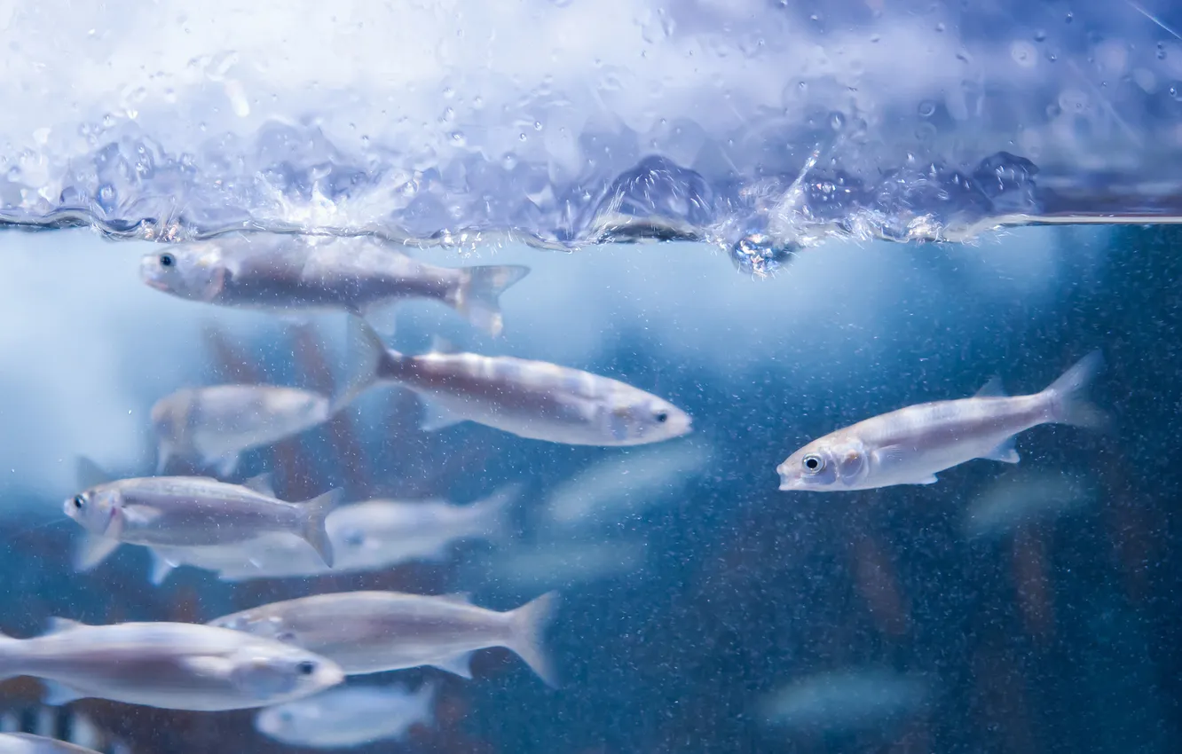 Photo wallpaper water, fish, squirt, aquarium