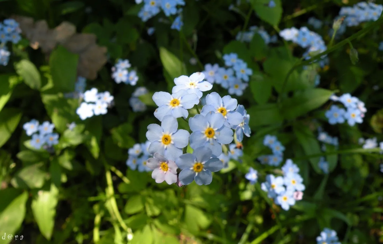 Photo wallpaper leaves, macro, flowers, photo