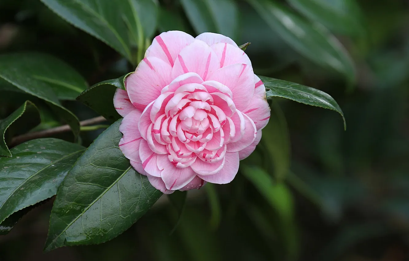 Photo wallpaper leaves, buds, flowering, shrub, Camellia