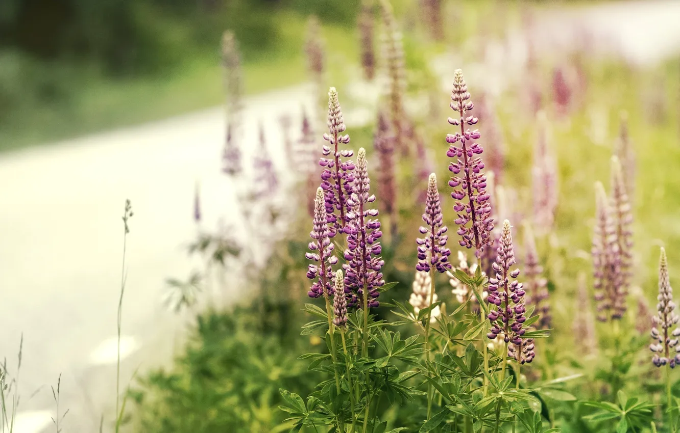 Photo wallpaper road, summer, glade, plants, flowering, leaves, Lupins