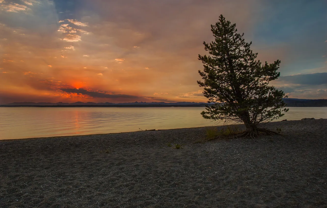 Photo wallpaper trees, nature, lake, shore