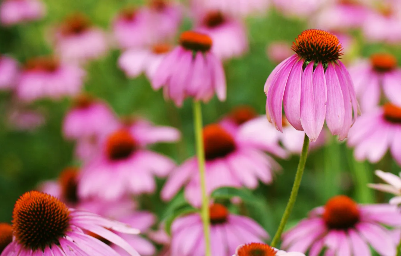 Photo wallpaper field, flowers, chamomile, pink, Echinacea