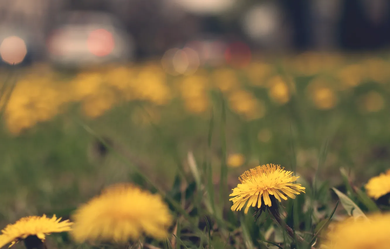 Photo wallpaper flowers, yellow, dandelion, spring, Kulbaba