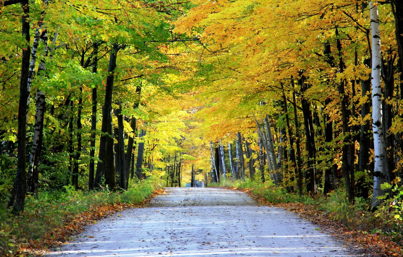 Photo wallpaper road, autumn, landscape