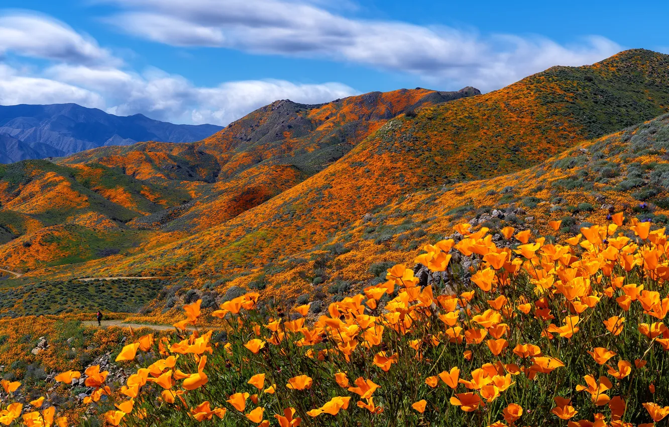 Photo wallpaper flowers, hills, Escholzia