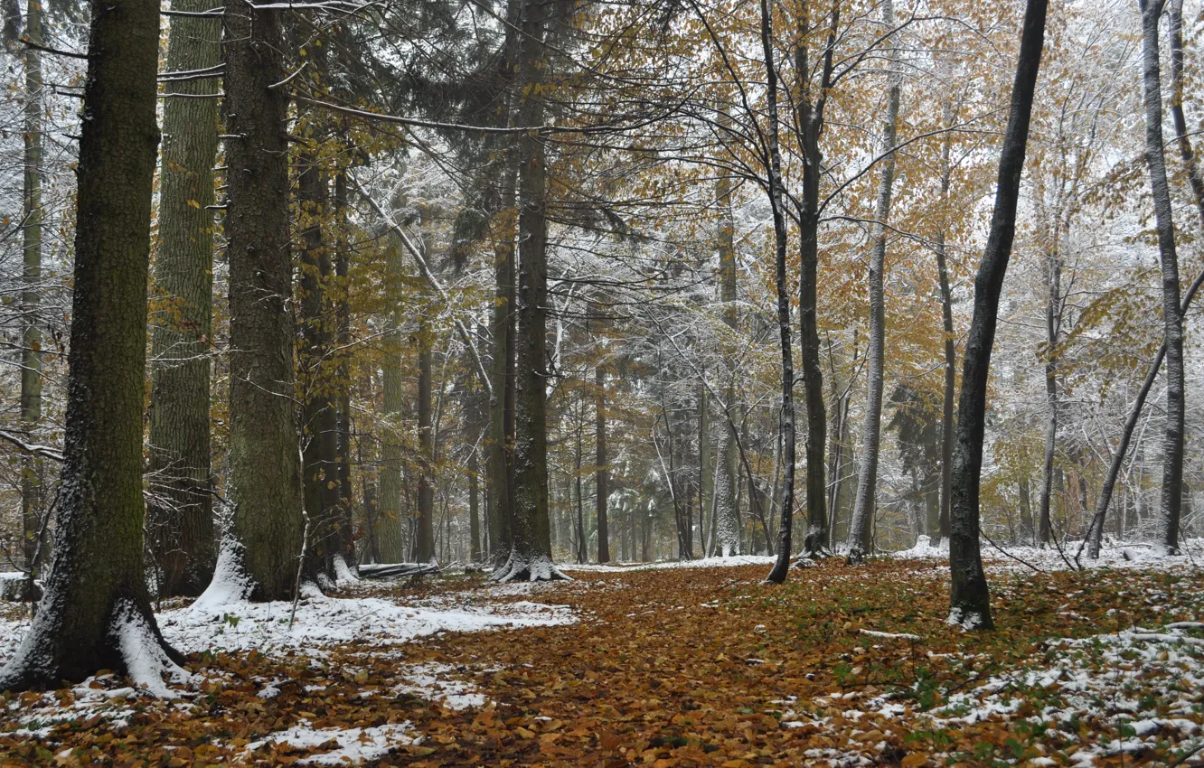 Photo wallpaper forest, autumn, snow, Poland, Bialowieza