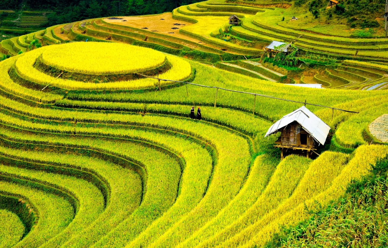 Photo wallpaper field, people, China, hut
