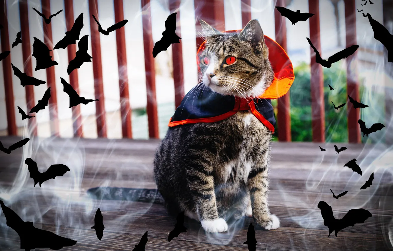 Photo wallpaper autumn, cat, cat, look, flight, nature, pose, fog