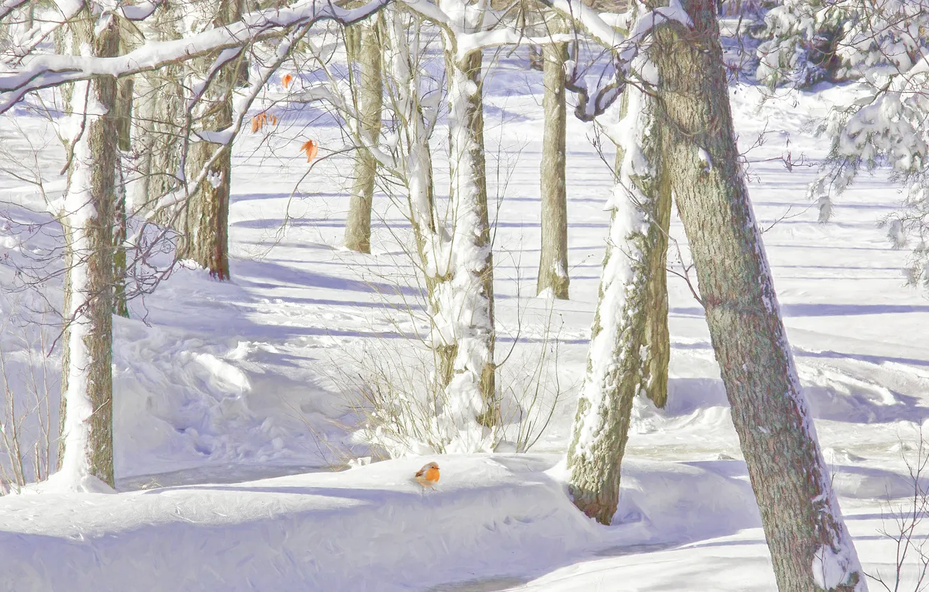 Photo wallpaper winter, forest, snow, trees, the snow, bird, Robin