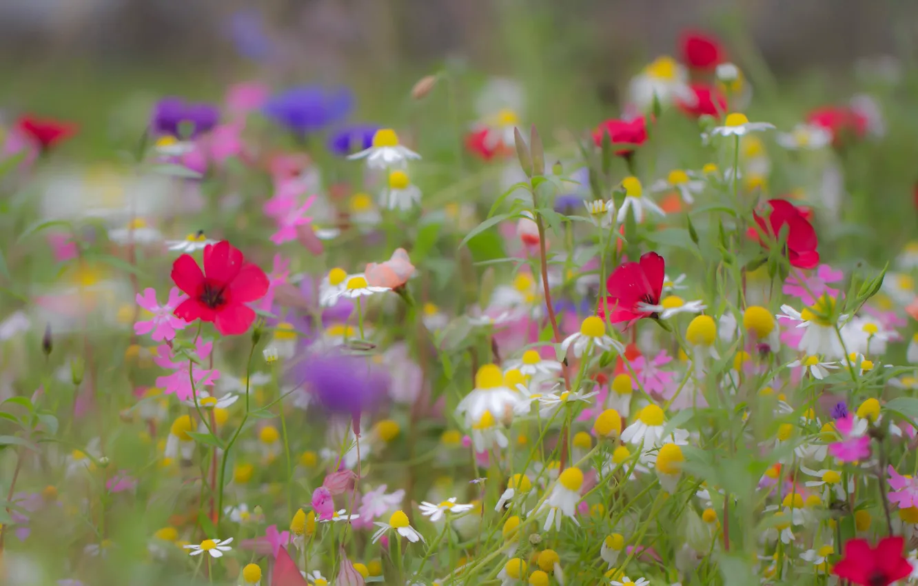 Photo wallpaper summer, flowers, nature