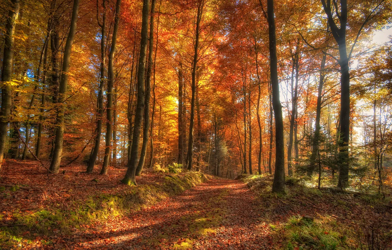 Photo wallpaper autumn, forest, nature