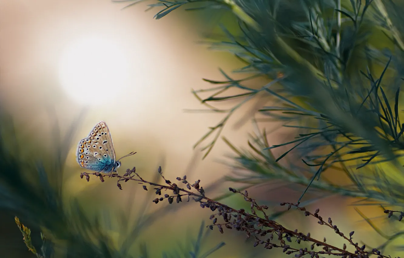 Photo wallpaper summer, grass, macro, nature, butterfly, insect