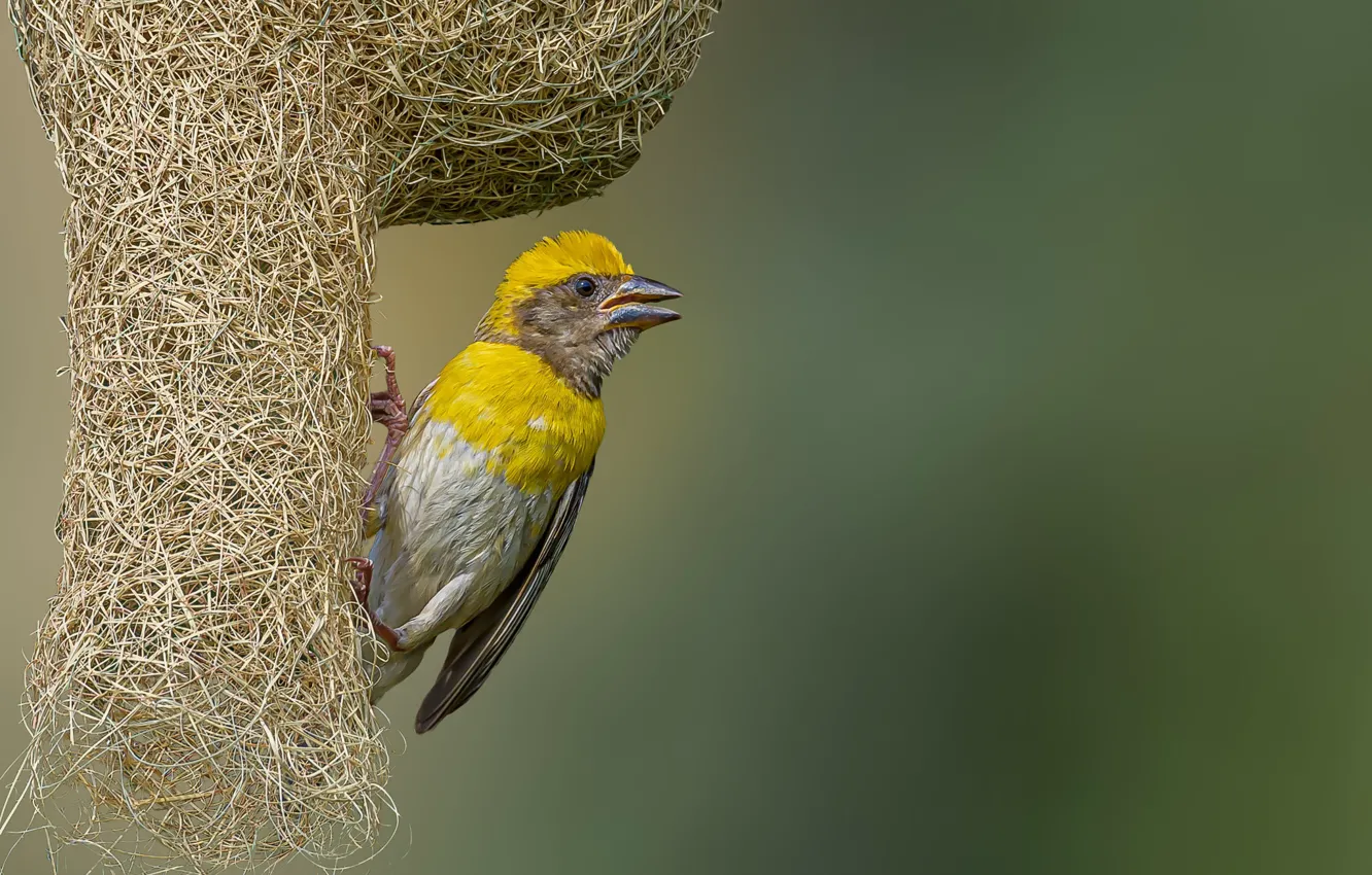 Photo wallpaper bird, socket, weaver-Baja
