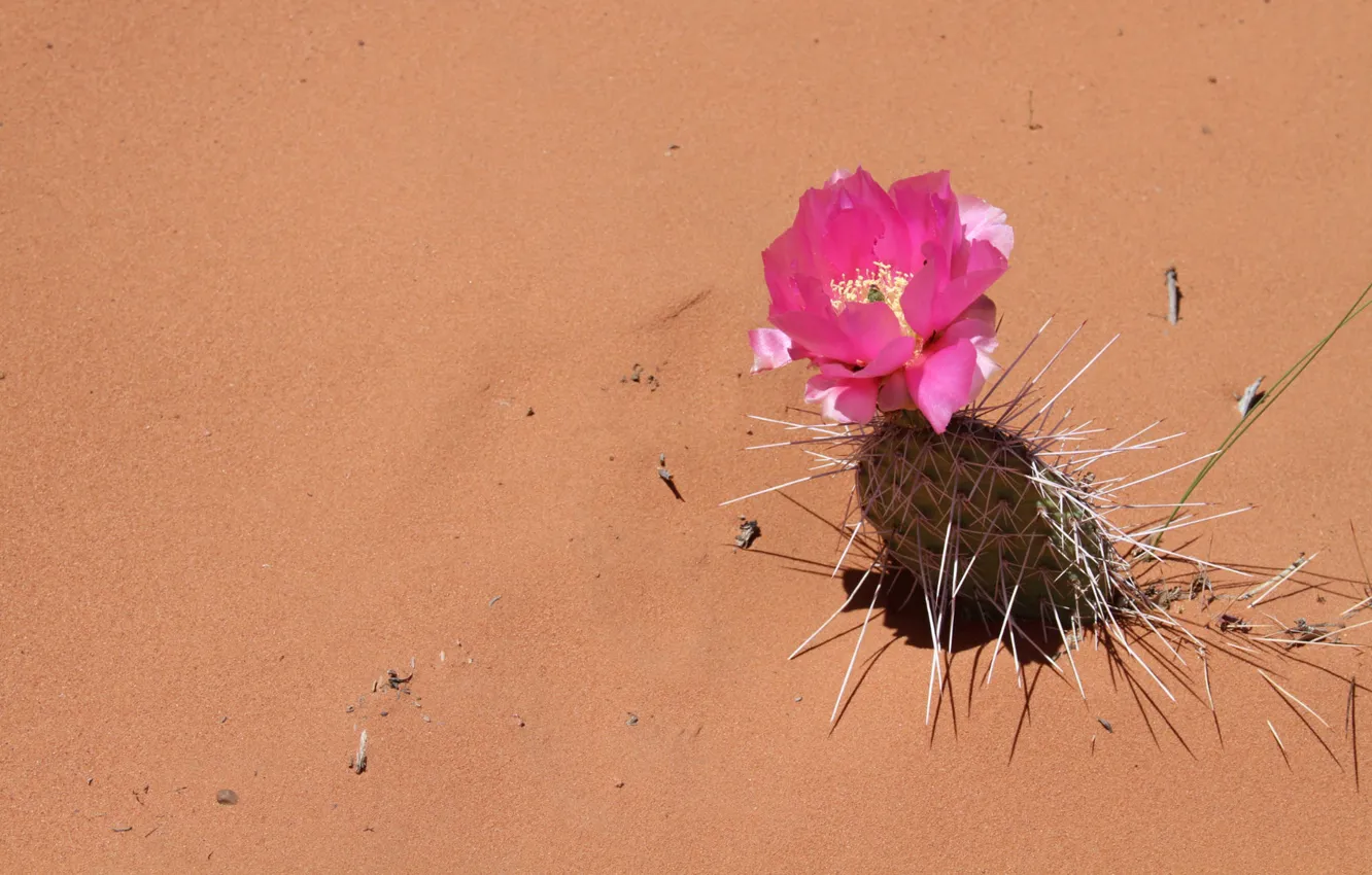 Photo wallpaper sand, flowers, needles, desert, cactus