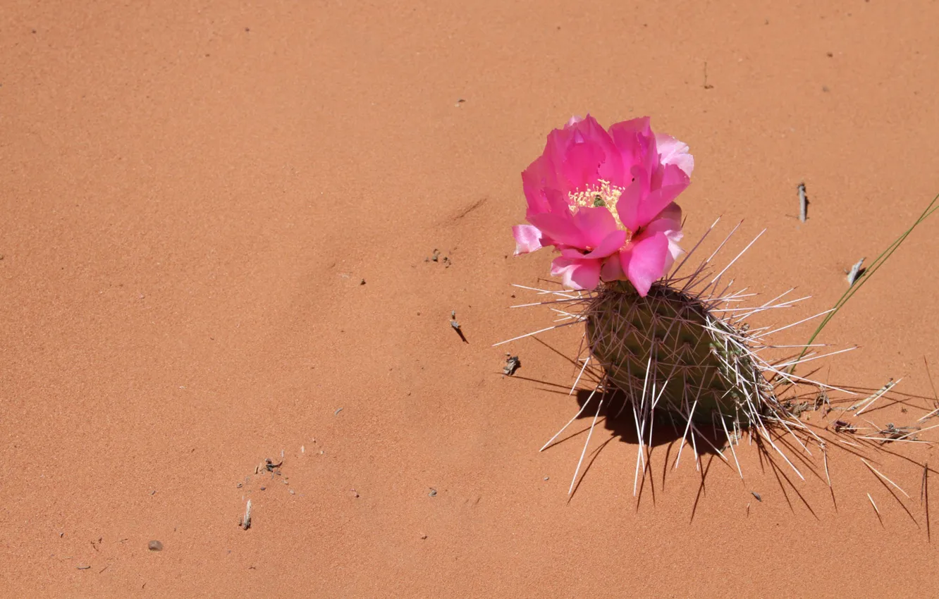 Photo wallpaper sand, flower, needles, desert, cactus