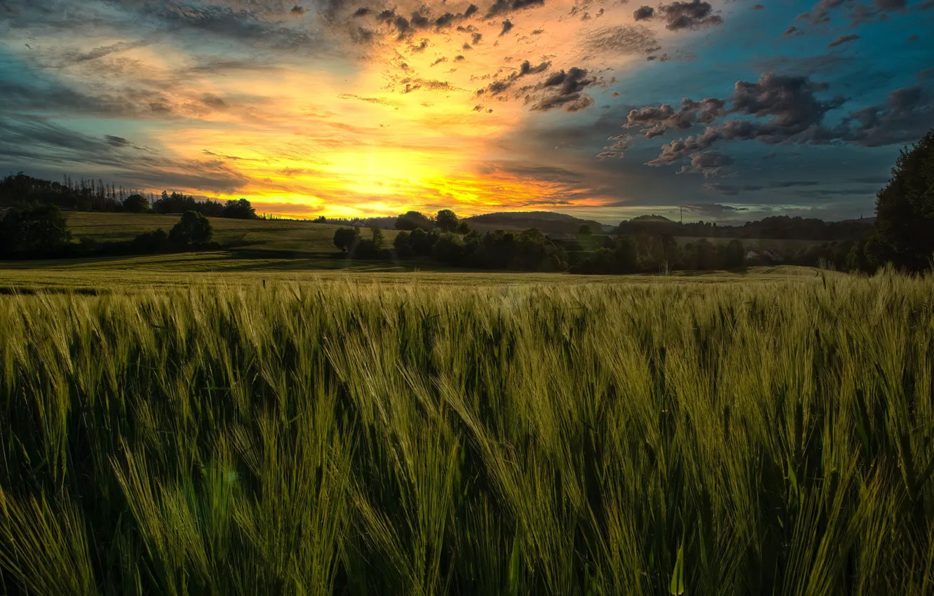 Photo wallpaper field, forest, the sky, the sun, clouds, sunset, rye, the evening