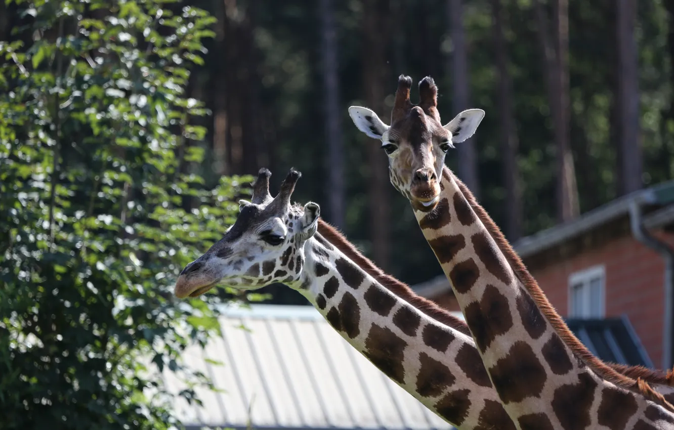 Photo wallpaper giraffe, Germany, Serengeti Park