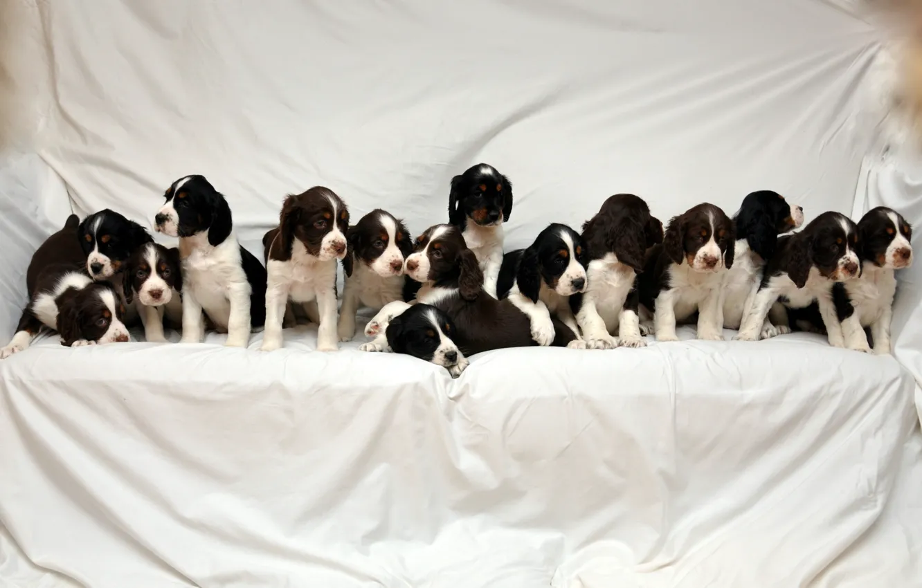 Photo wallpaper puppy, a lot, Spaniel