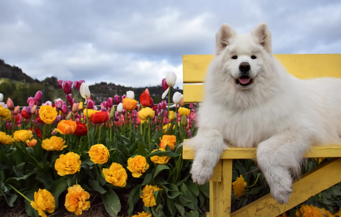 Photo wallpaper language, look, clouds, flowers, bench, pose, dog, spring