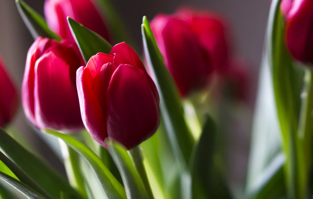 Photo wallpaper red, tulips, buds