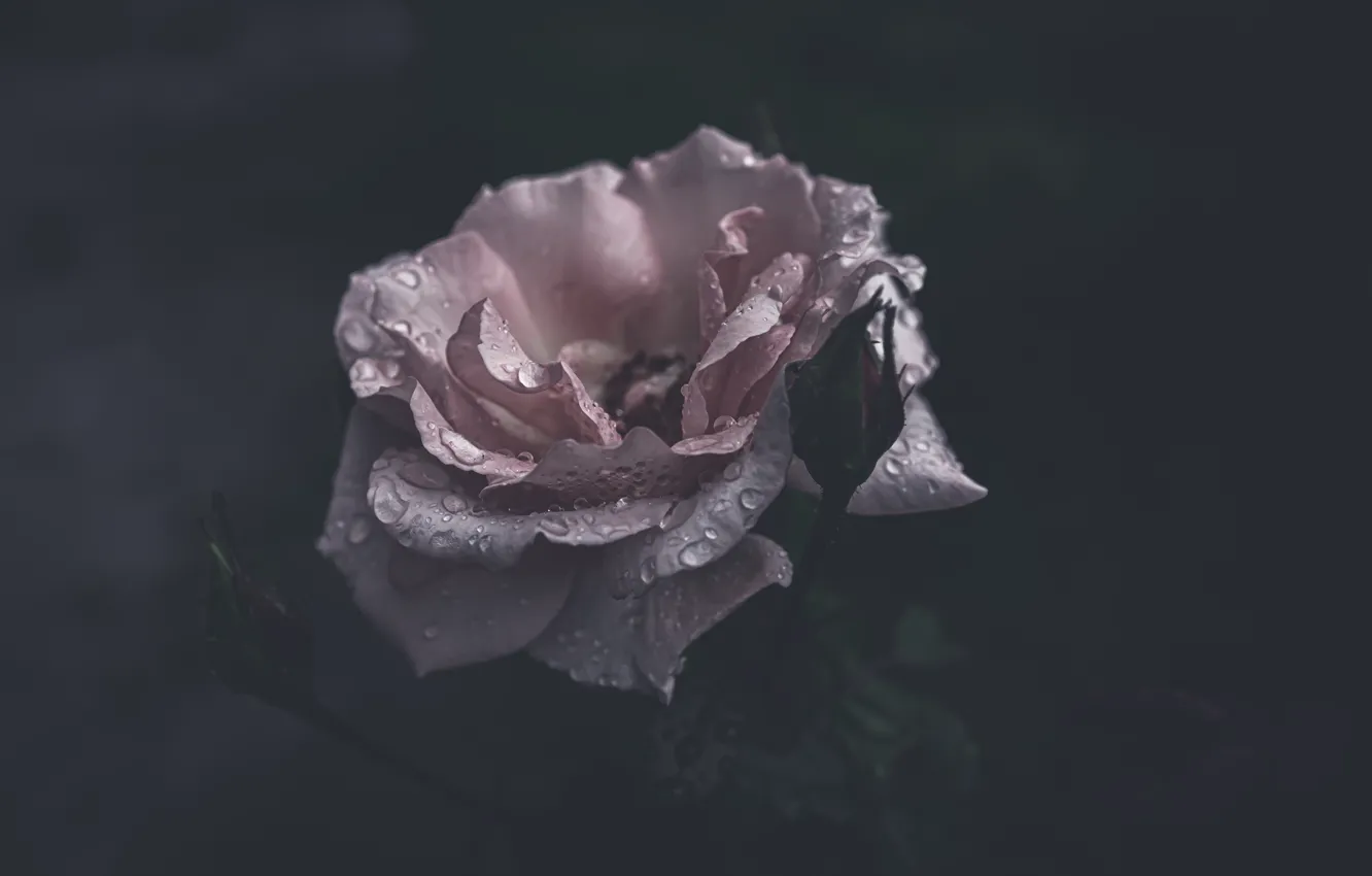 Photo wallpaper flower, drops, the dark background, pink, rose, Bud