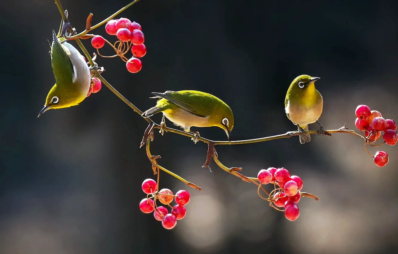 Photo wallpaper birds, berries, branch, the Japanese white-eye