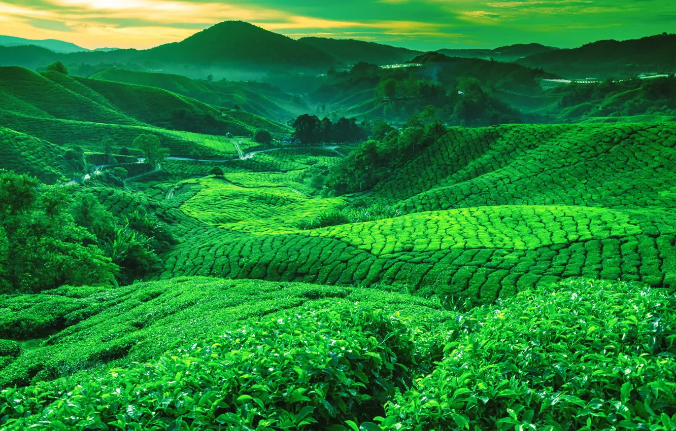 Photo wallpaper Greens, Mountains, Hills, Valley, Tea