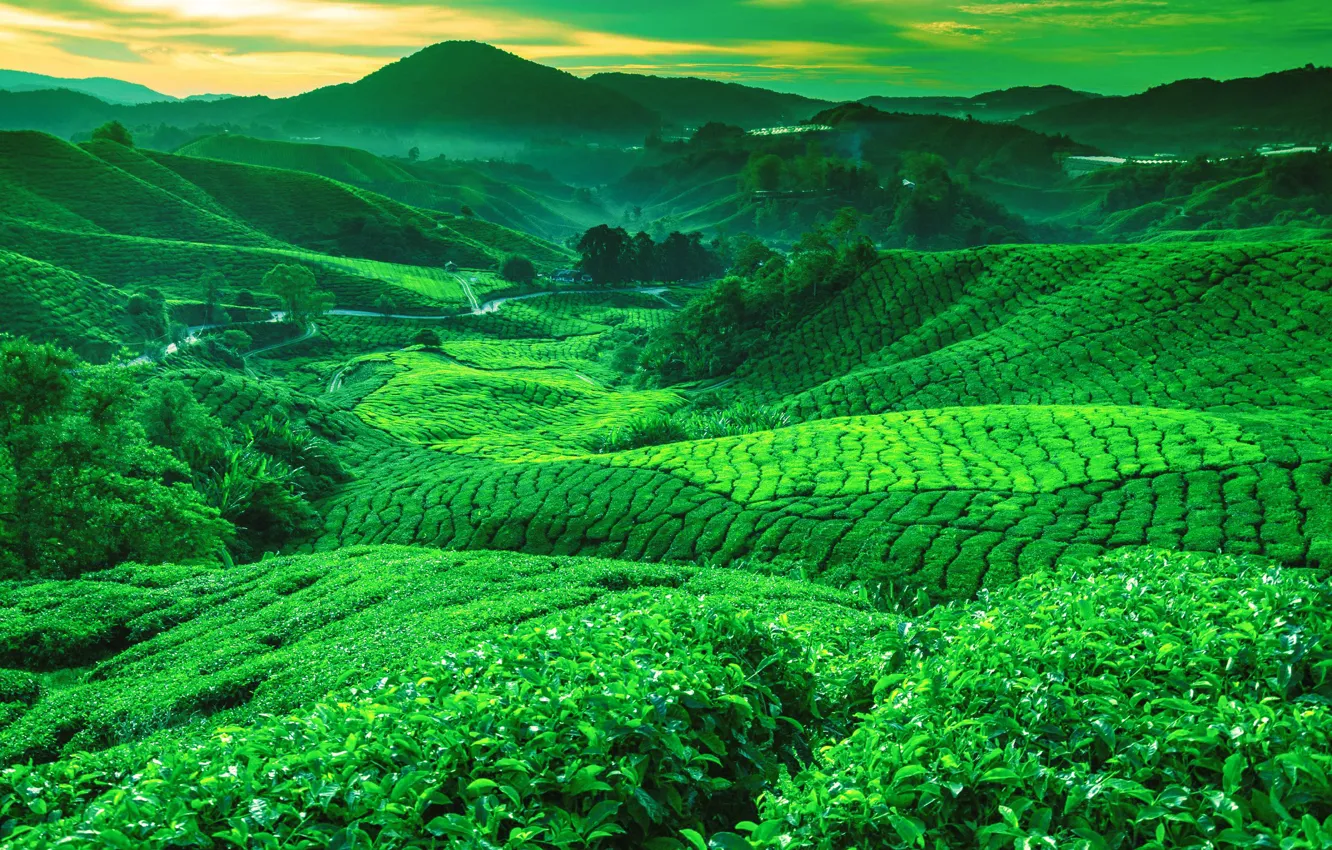 Photo wallpaper greens, mountains, hills, tea, valley