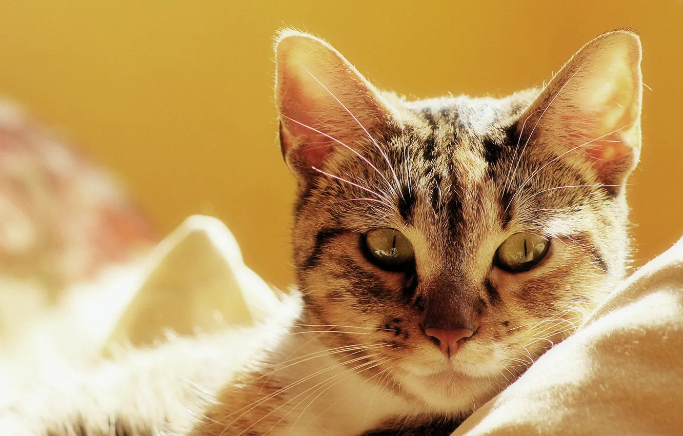Photo wallpaper cat, cat, bed, Kote, lying