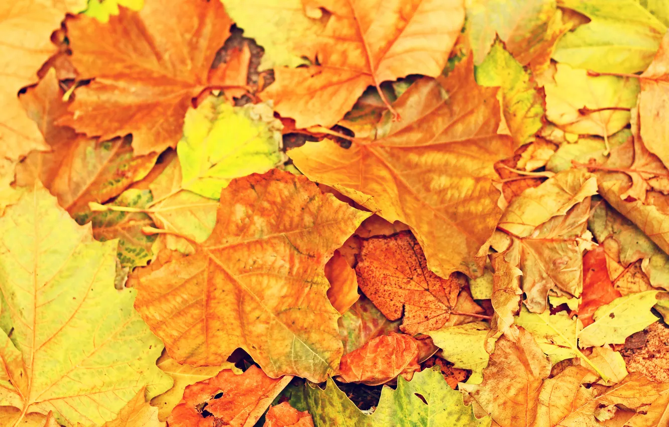 Photo wallpaper autumn, leaves, yellow