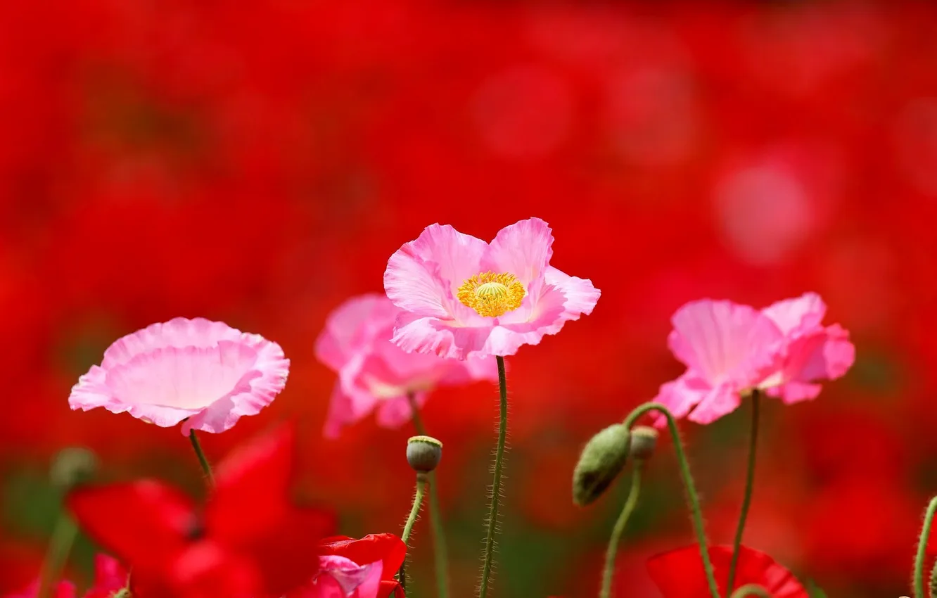 Photo wallpaper field, flowers, Maki, field flowers, Maki
