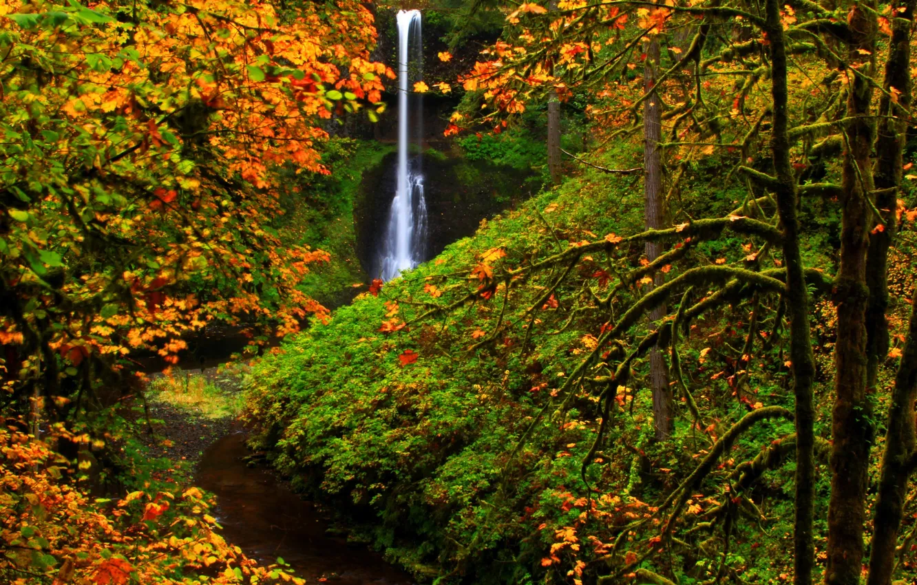 Photo wallpaper autumn, forest, trees, waterfall, USA, Silver Falls State Park