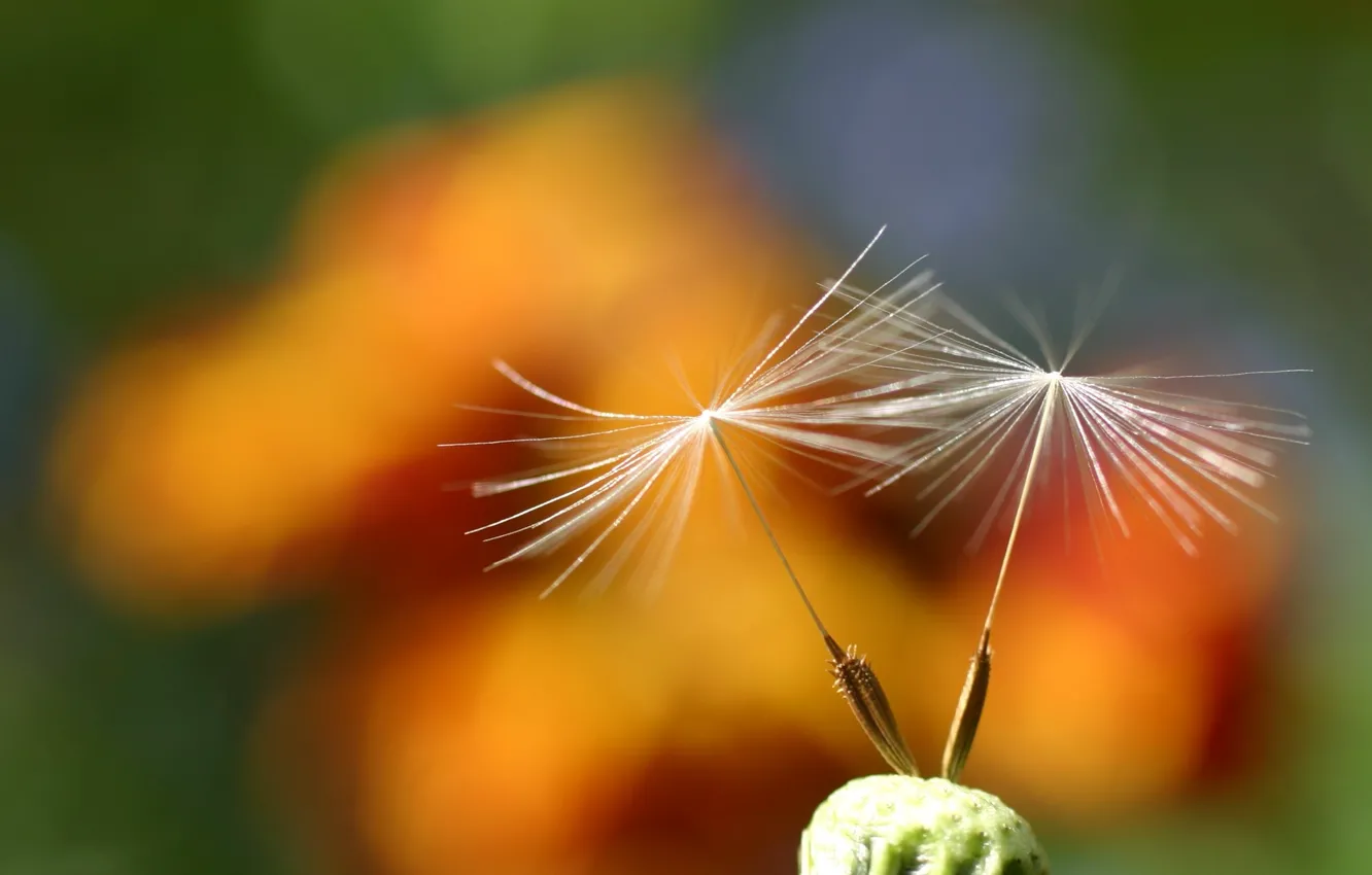 Photo wallpaper flower, nature, beautiful, scene