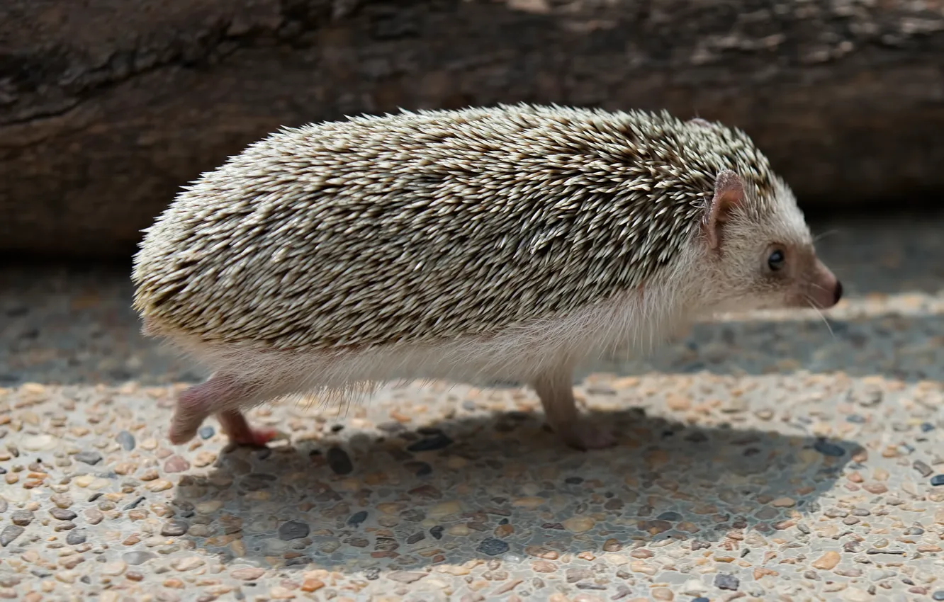 Photo wallpaper hedgehog, mammal