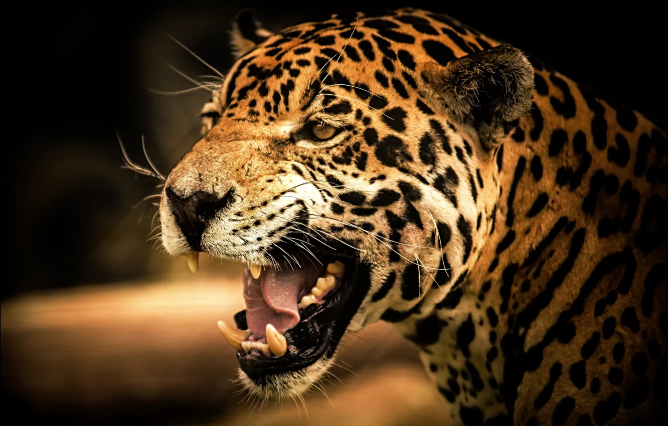 Photo wallpaper cat, look, Jaguar, predator, Jaguar, cat, wild, view