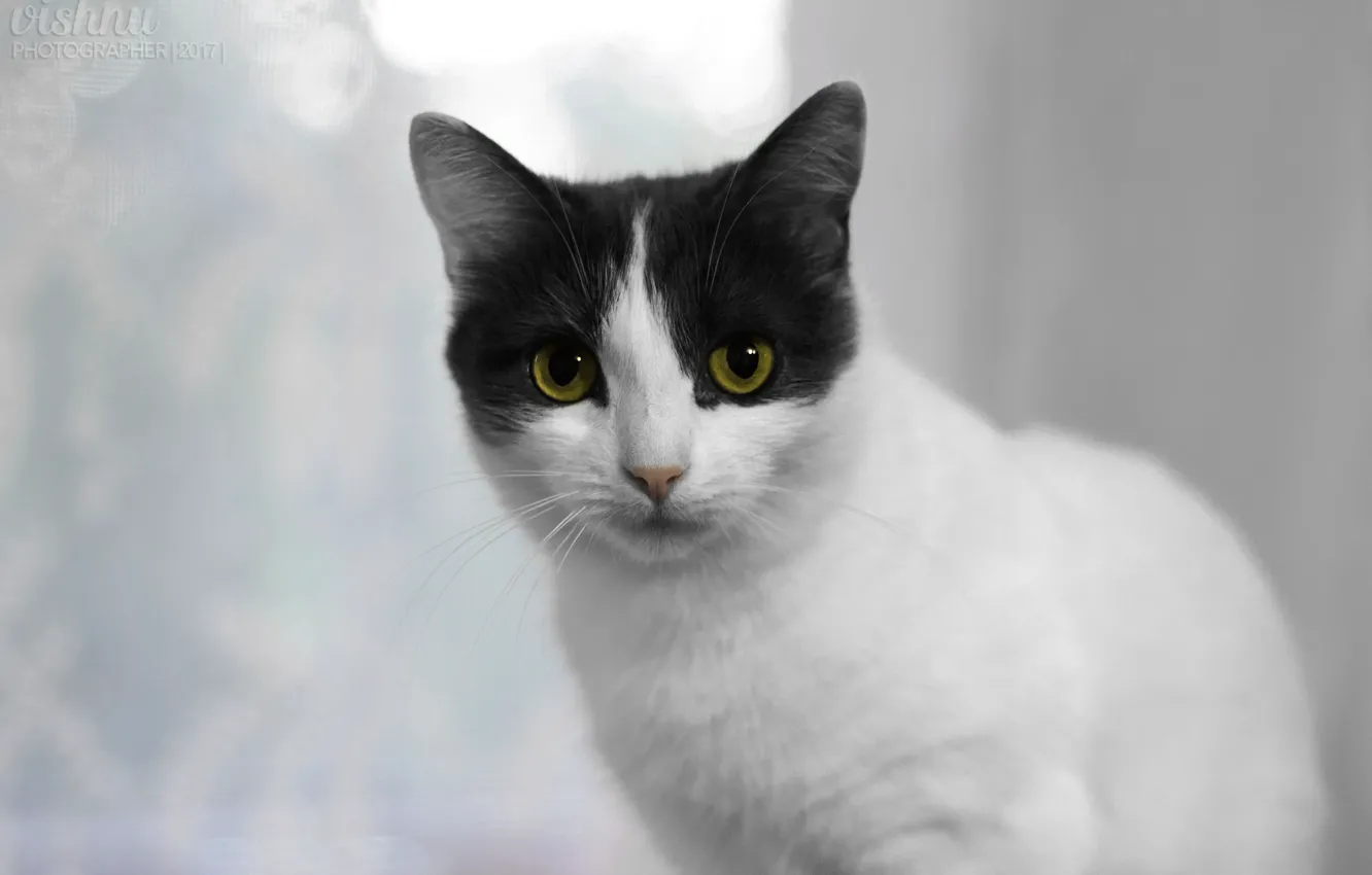 Photo wallpaper cat, look, kitty, Kote, kitty, white-gray, purebred cat, white-grey cat