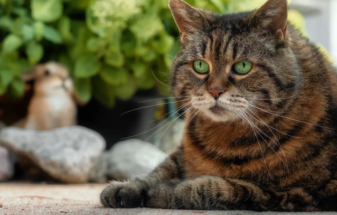 Photo wallpaper cat, cat, look, face, pose, stones, grey, garden