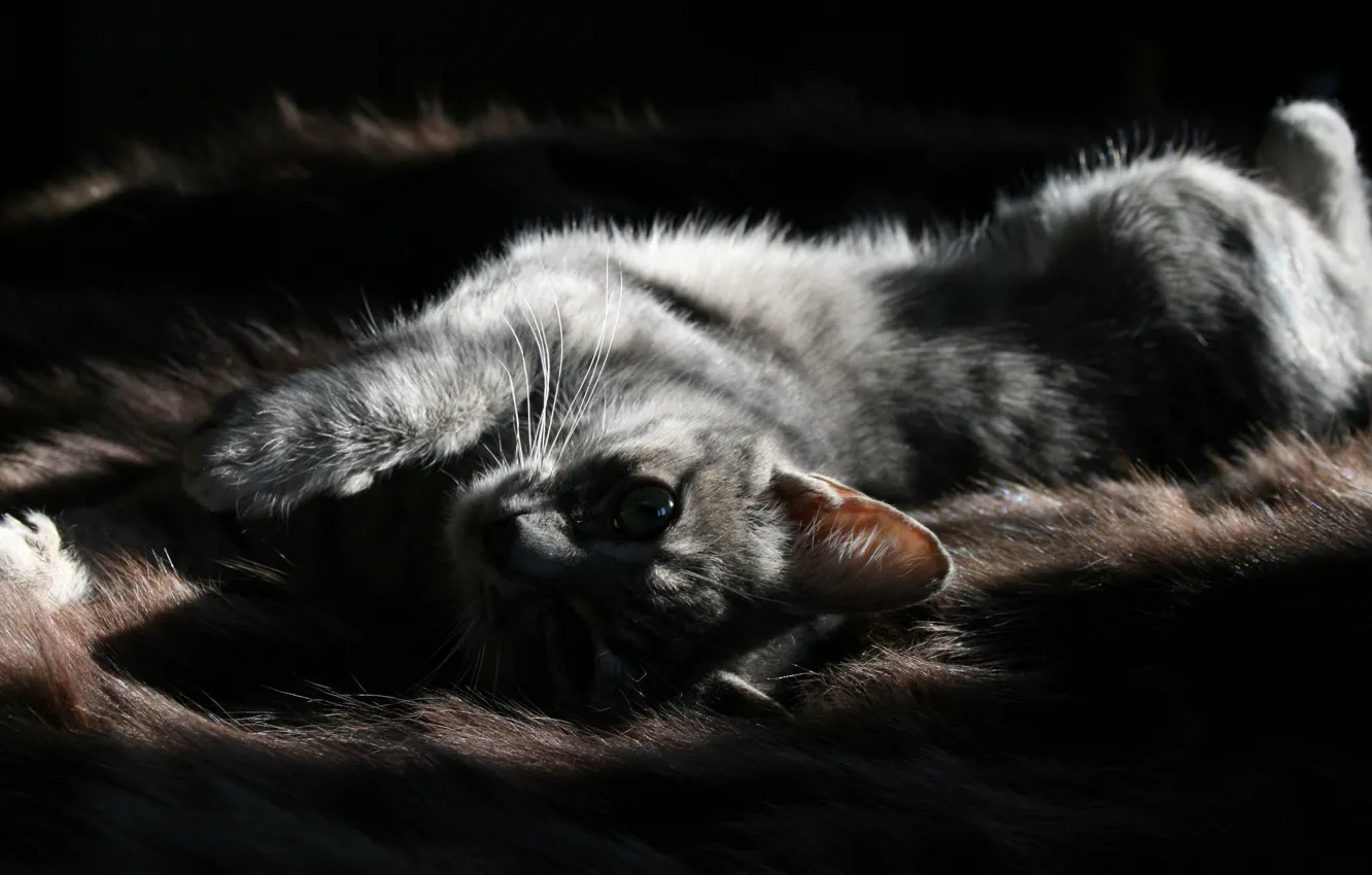 Photo wallpaper cat, look, light, fur, animal, pet