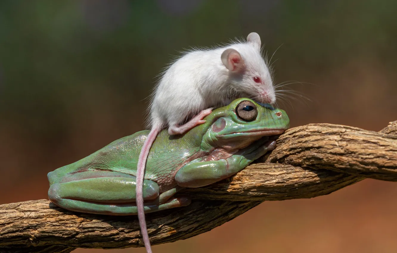Photo wallpaper background, frog, rat