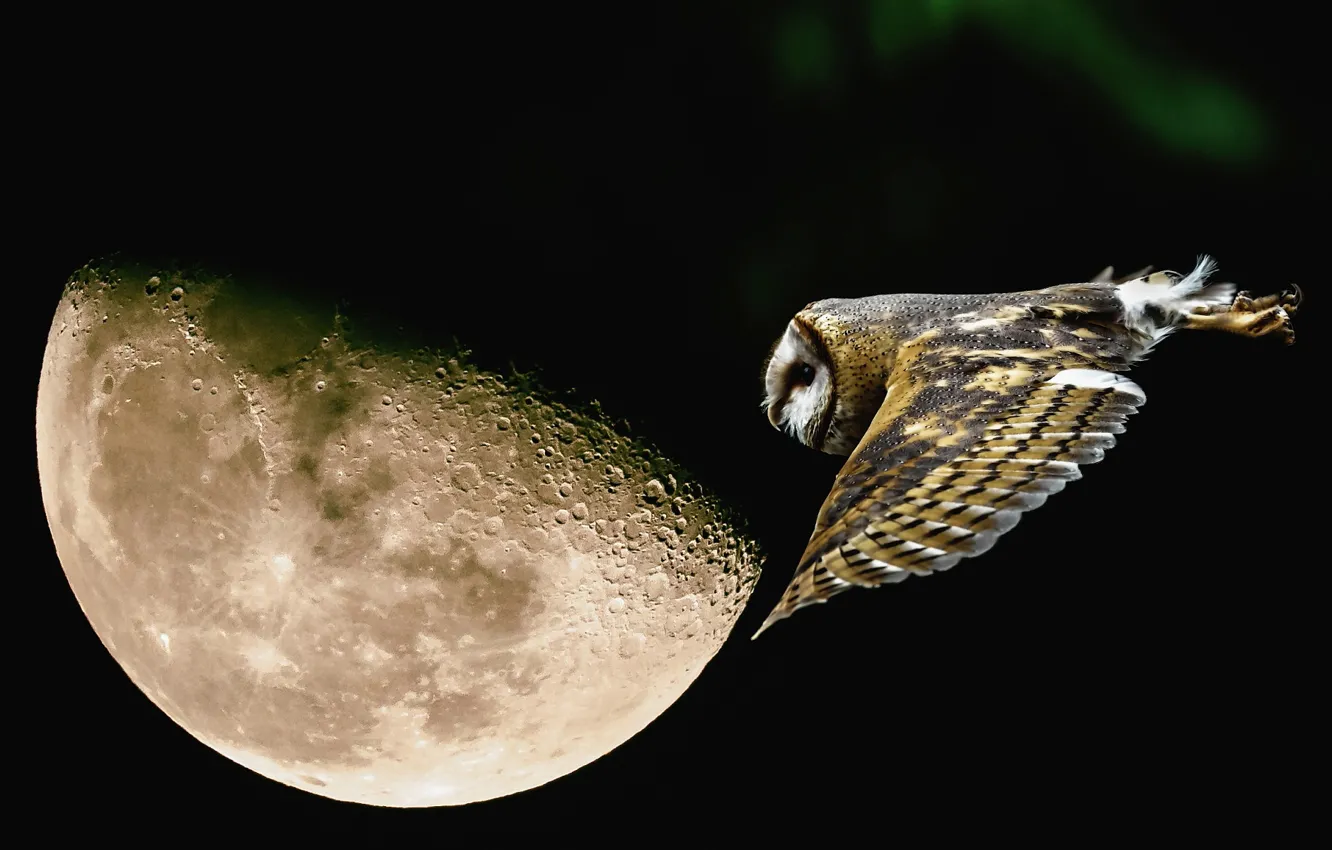 Photo wallpaper flight, night, owl, the moon