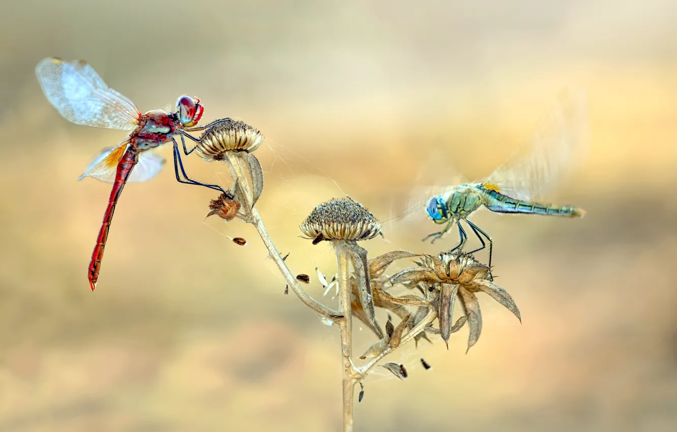 Photo wallpaper macro, plant, dragonfly, insect