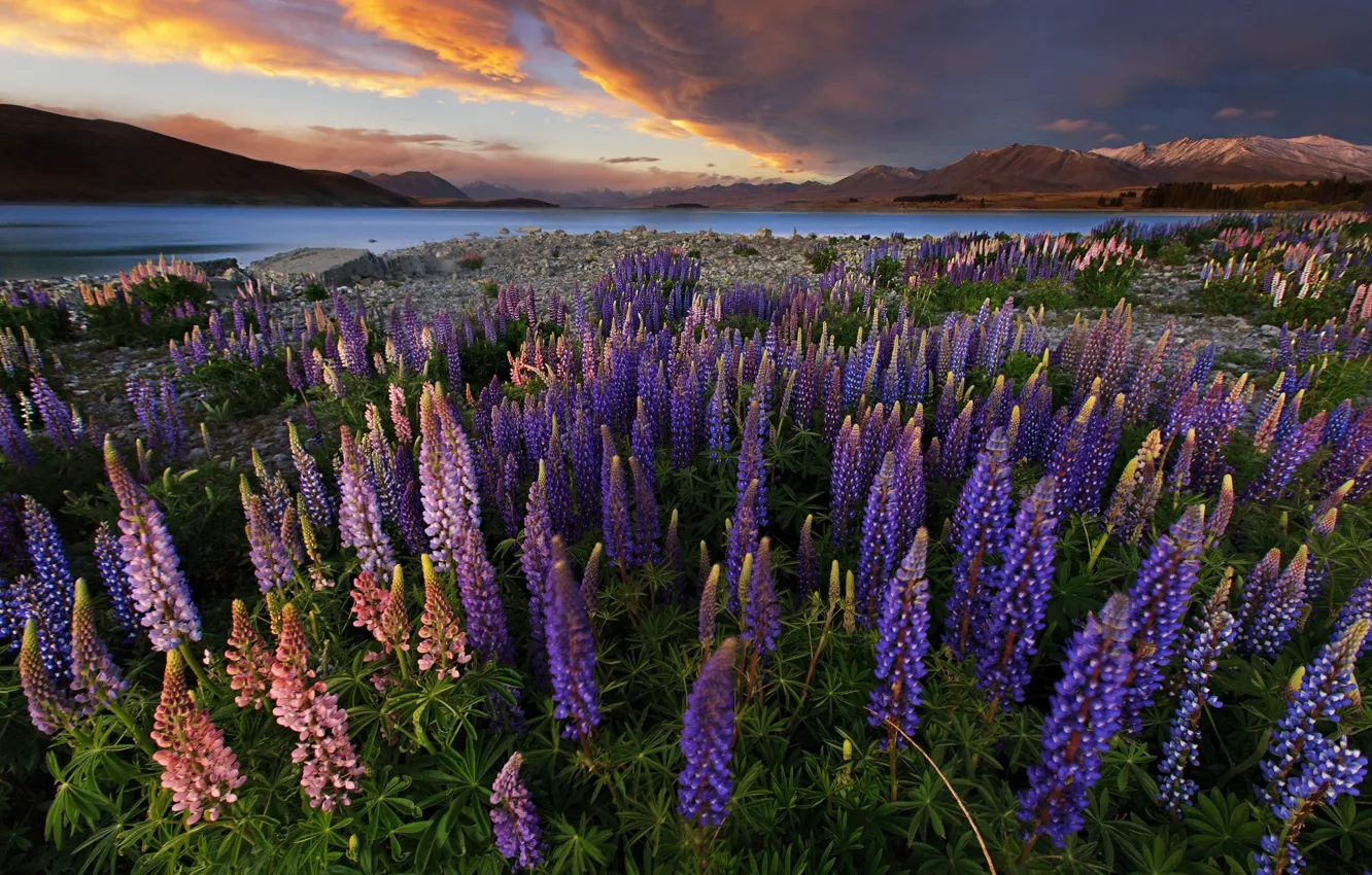 Photo wallpaper field, the sky, sunset, flowers, nature, lake, the evening, New Zealand