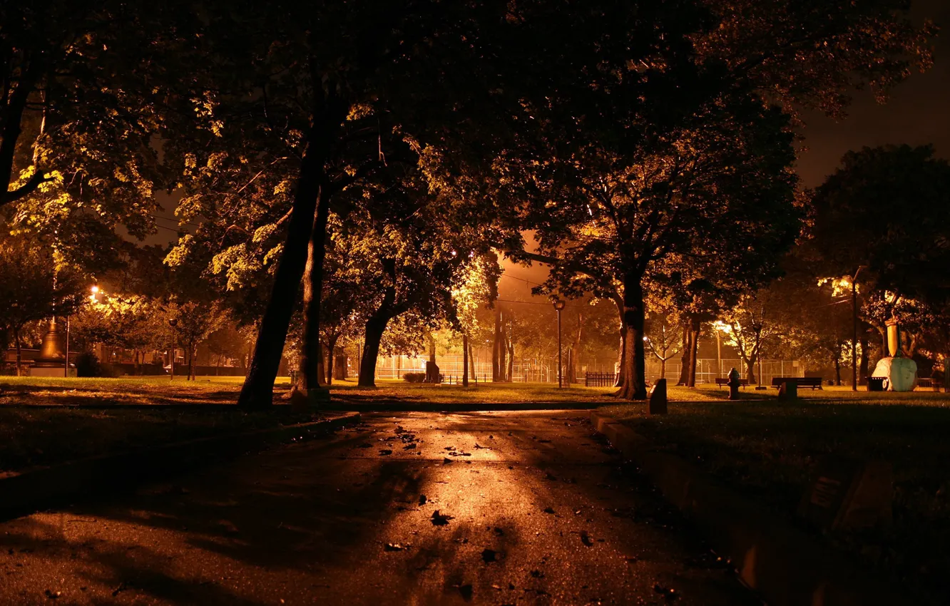 Photo wallpaper trees, night, lights
