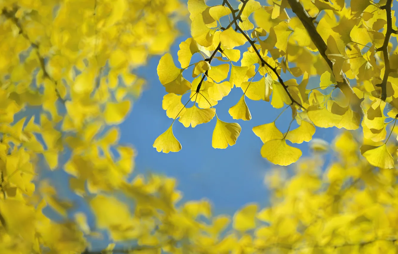Photo wallpaper autumn, the sky, leaves
