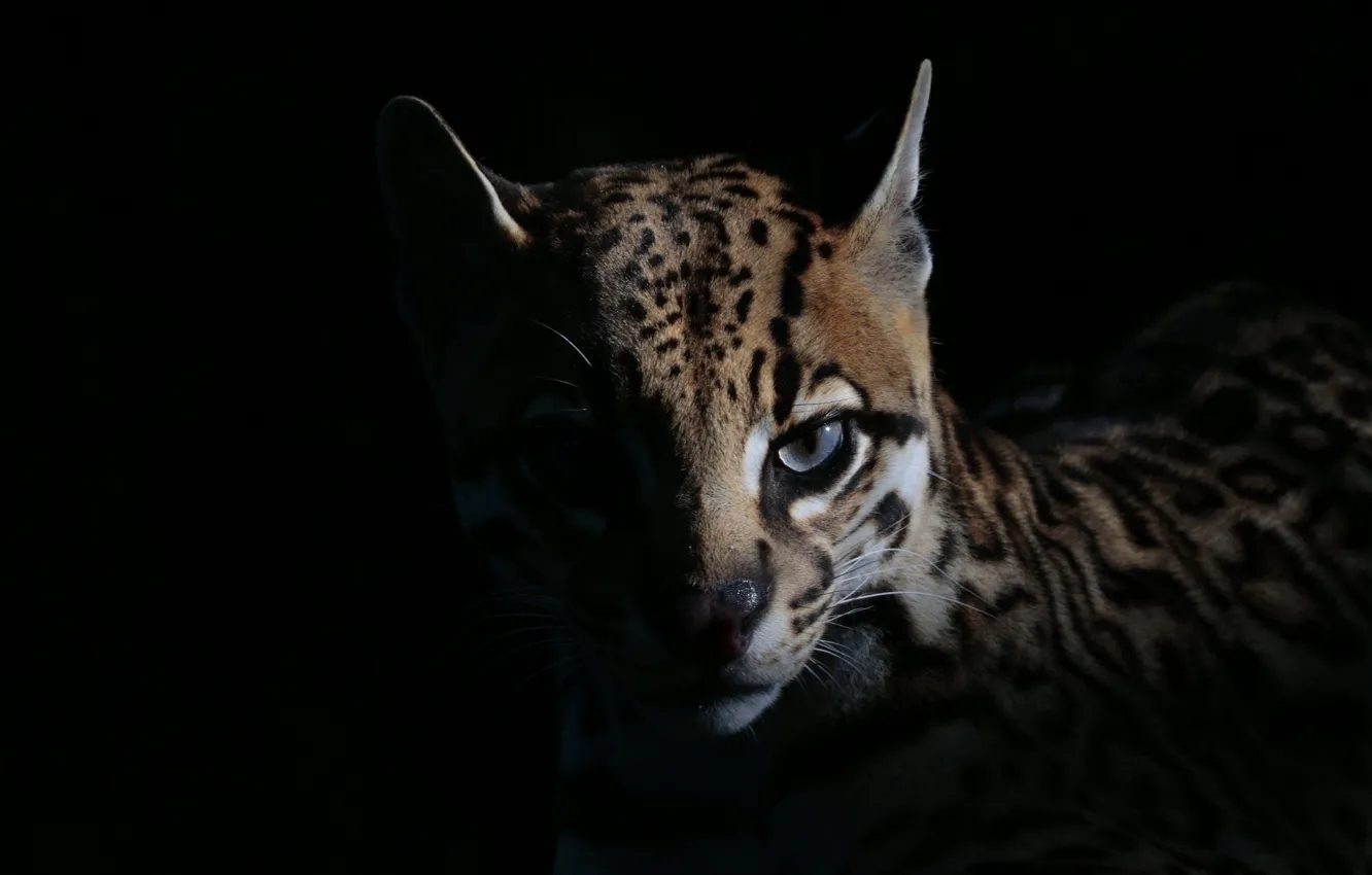 Photo wallpaper look, wild, ocelot