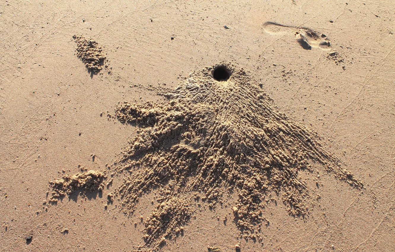 Photo wallpaper sand, sea, crab