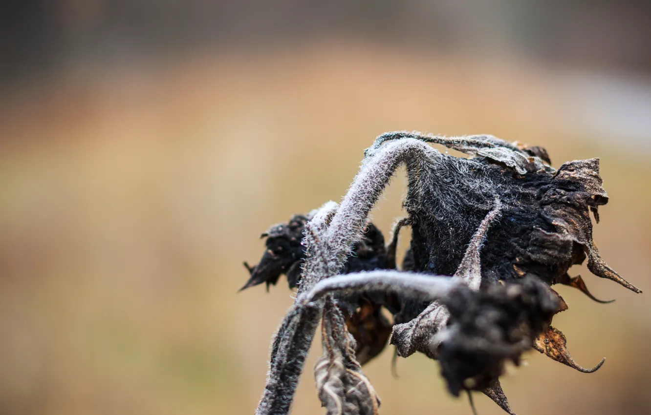Photo wallpaper sunflowers, nature, background
