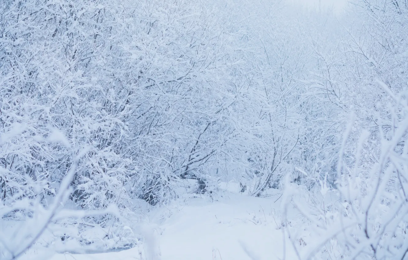 Photo wallpaper winter, frost, forest, snow, trees, branches, nature, in the snow