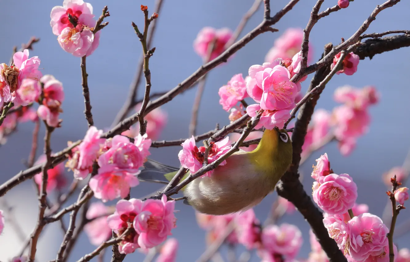 Photo wallpaper trees, flowers, branches, pose, bird, spring, Sakura, pink